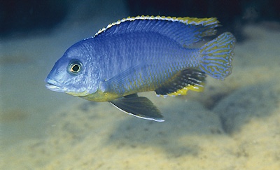 Otopharynx sp. 'auromarginatus margrette' Likoma Island